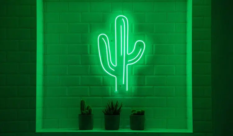 Neón cactus 